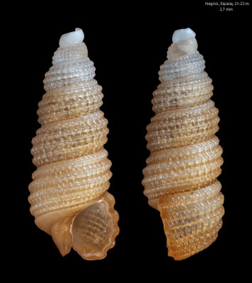 Granulopsis thelcterium - Philippines, Negros, Sipalay, 21-23 m 3/2018