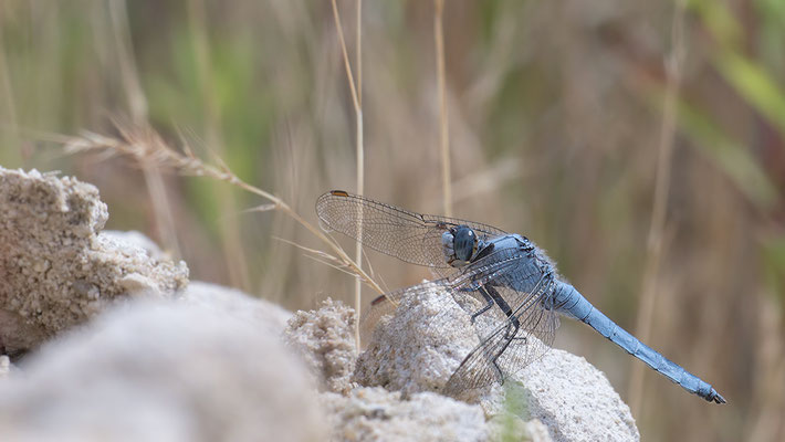 Orthetrum brunneum - Babenhausen, Kalksandsteinwerk  7/2015 (Südlicher Blaupfeil)
