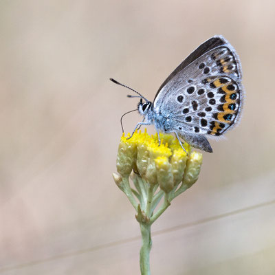 Plebejus cf. argus - Kroatien, Losinj 6/2014 (Geißklee-Bläuling?)