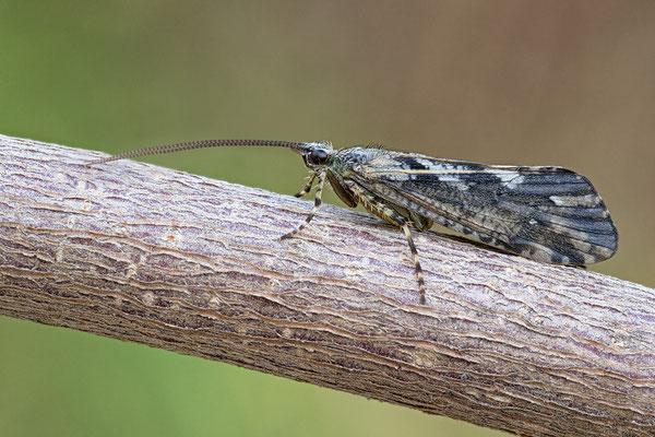 Phryganea grandis - Zornheim, Garten 7/2020