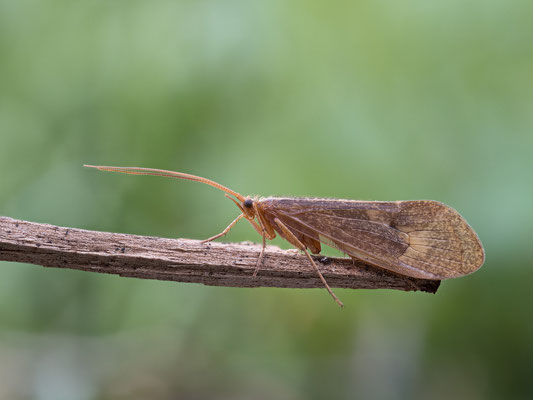 Limnephilus rhombicus - Alzey, RFK, G5 4/2023