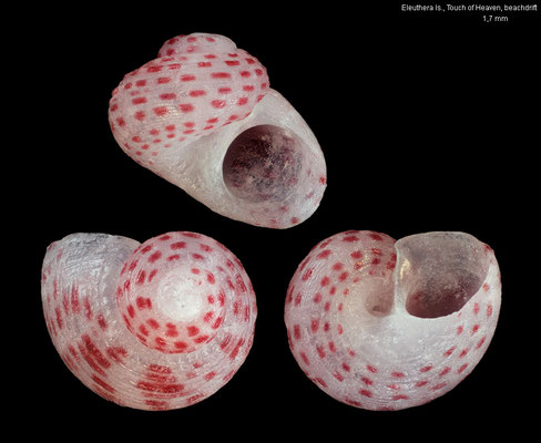 Collonista spec. 10 - Bahamas, Eleuthera Is., Touch of Heaven, beachdrift 4/2022