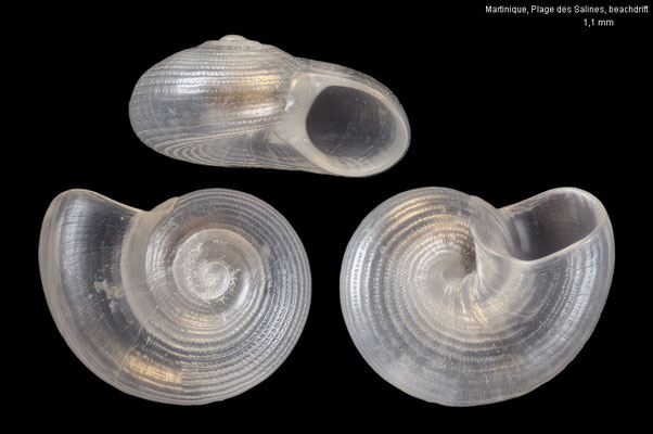 Solariorbis antillensis - Martinique, Plage des Salines, beachdrift 9/2025