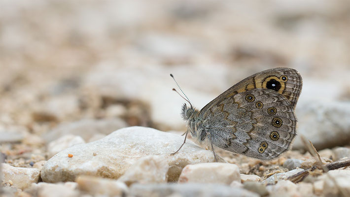 Lasiommata maera - Kroatien, Losinj 6/2014 (Braunauge)