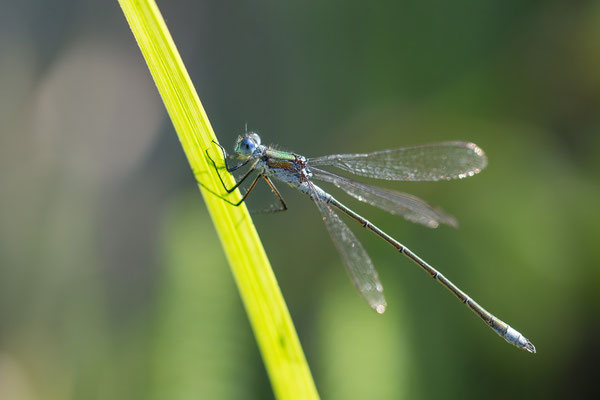 Lestes sponsa - Zornheim, Garten, Teichnähe 8/2013 (Gemeine Binsenjungfer)