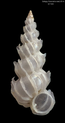 Epitonium audouini - Egypt, Safaga, Panorama reef, 85 m 10/2015