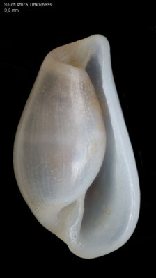 Pyrunculus spec. 1 - South Africa, Umkomaas, 120-150m, 2016