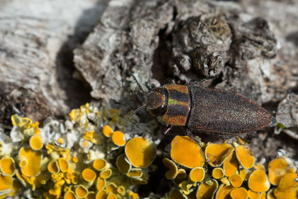 Anthaxia manca - Guntersblum, an morscher Ulme 6/2021 (Kleiner Ulmenprachtkäfer)