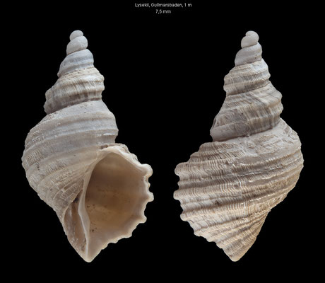 Ariadnaria borealis - Sweden, Lysekil, Gullmarsbaden, 1 m 8/2000 (Capulidae)