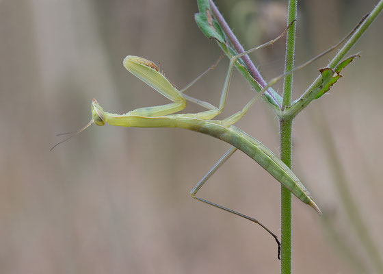 Mantis religiosa - Kroatien, Losinj 6/2014 (Europ. Gottesanbeterin)