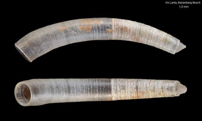 Caecum chinense - Thailand, Andaman Sea, Ko Lanta, Bakantiang Beach 7/2016
