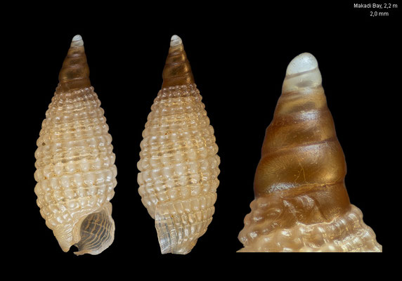 Joculator mygaki - Egypt, Makadi Bay, 2-3 m 12/2013