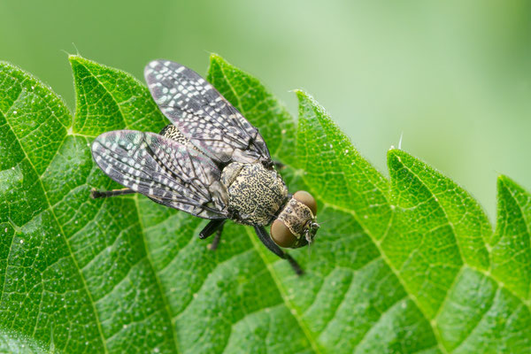 Platystoma seminationis - Zornheim, Langwiesengraben, feuchte Wiese, auf Brennessel 5/2020