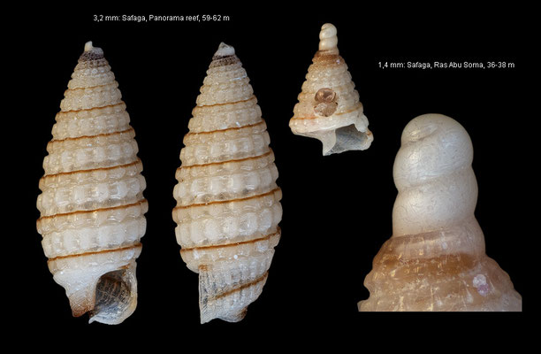 Horologica spec. 2 - Egypt, Safaga, Panorama reef+ Ras Abu Soma, 36-62 m 10/2015 