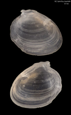 Benthocardiella obliquata - NZ, Spirits Bay, beachdrift 12/2012