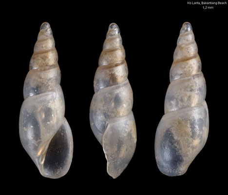 Sabinella spec. 7 - Thailand, Andaman Sea, Ko Lanta, Bakantian Beach 7/2016