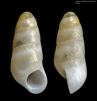 Halistylus columna - Uruguay, la Paloma, at shore line 2000