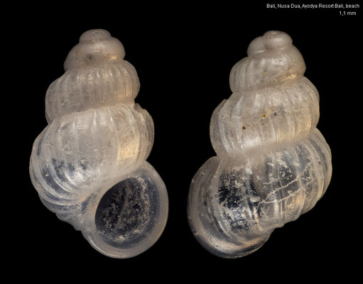 Parashiela spec. 6 - Indonesia, Bali, Nusa Dua, Ayodya Resort Bali, beach 10/2018