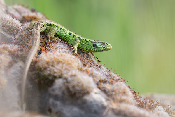 Lacerta agilis ♂ - Zornheim, Hasenberg 5/2020 (Zauneidechse)