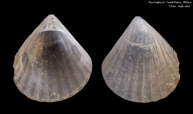 Cuna manawatawhia (single valve) - New Zealand, Poor Knights Islands, Tawhiti Rahi Island, 56-64 m 9/2001