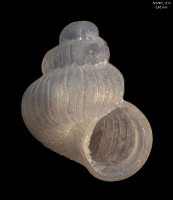 Parashiela spec. 5 - Micronesia, Pohnpei, Ant Atoll, 12 m 2016 