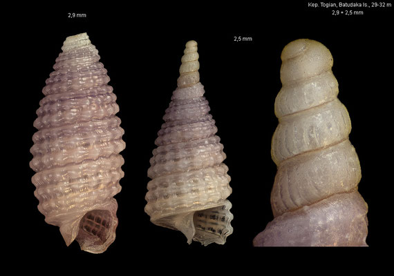 Ondulopsis cf. violacea - Indonesia, Kep. Togian, Batudaka Is., 29-32 m 10/2010