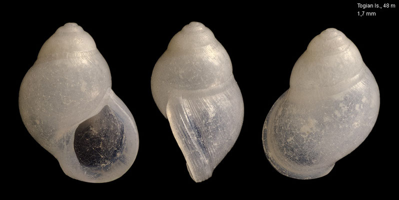 Zebina? spec. 7 - Indonesia, Togian Is., Batudaka Is., 48 m 10/2010 (family correct?) 