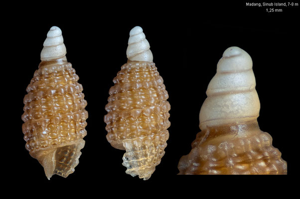 Joculator cf. pumilus - Papua New Guinea, Madang, Sinub Island, 7-8 m 12/2012