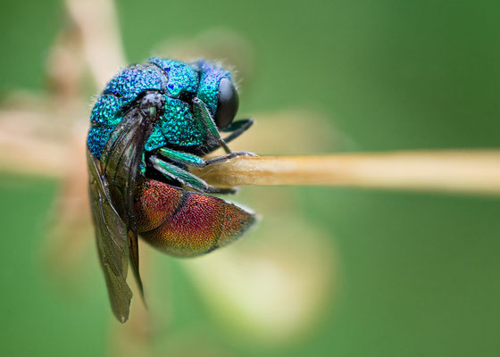 Hologyga cf. ignicollis - Zornheim, Garten 6/2021