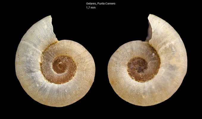 Skeneopsis sultanarum - Spain, Getares,  Punta Carnero, beach 6/2015 (Skeneopsidae)