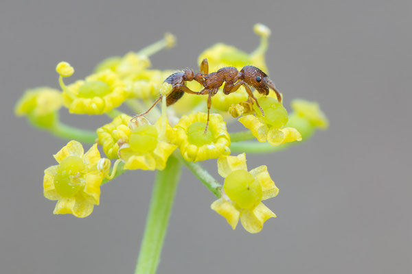 Myrmica specioides - Ober-Olmer Wald, Lichtung 8/2018 (Trockenrasen-Knotenameise)