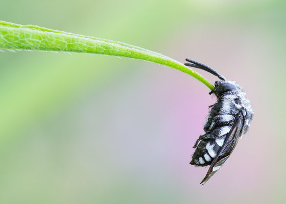 Thyreus cf. orbatus - Zornheim, Garten 6/2017 (ev. Fleckenbiene)