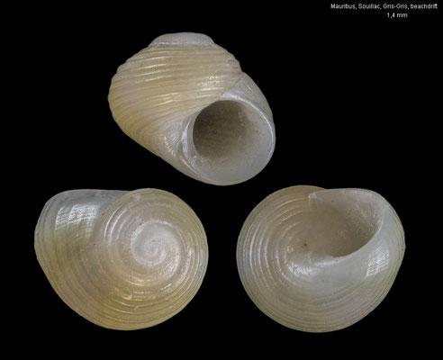 Pulchracollonia viridula - Mauritius, Soulliac, Gris Gris, beachdrift 9/2017