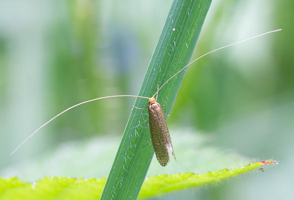 Nematopogon adansoniella - Feilbingert, Lemberg 5/2016 (Fam. Langhornmotten)