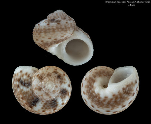 Neocollonista munda - U.A.E., Khorfakkan, near hotel "Oceanic", shallow water 4/2008