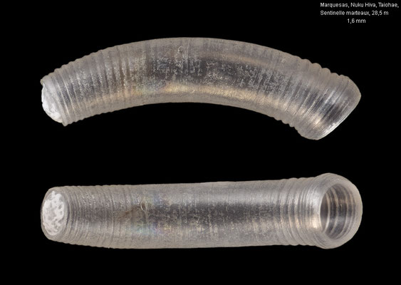 Caecum oahuense - FP, Marquesas, Nuku Hiva, Taiohae, Sentinelle marteaux, 28,5 m 11/2023