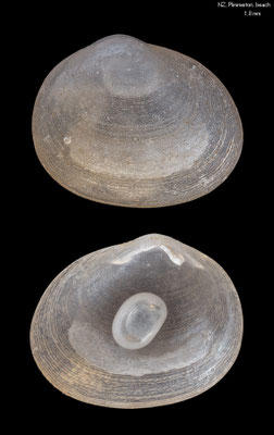 Borniola spec. 1 (with juvenile inside) -  New Zealand, north of Wellington, Plimmerton, beach ca. 2012