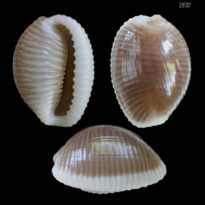 Trivia mediterranea - Spain, Costa Brava, Beleser, Cap de Bol, 2-4 m 6/2018