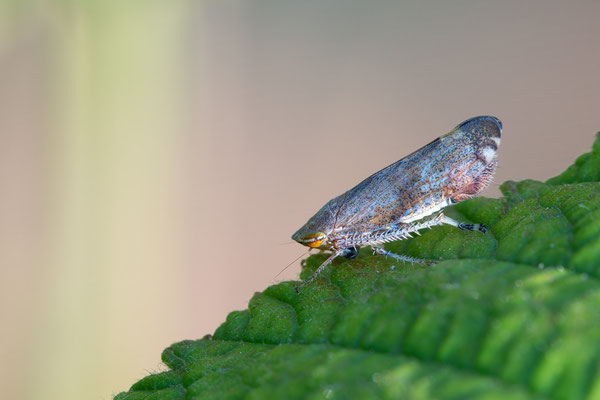 Fieberiella cf. septentrionalis (oder florii) - Zornheim, Garten 7/2018 (Nördliche Strauchzirpe)