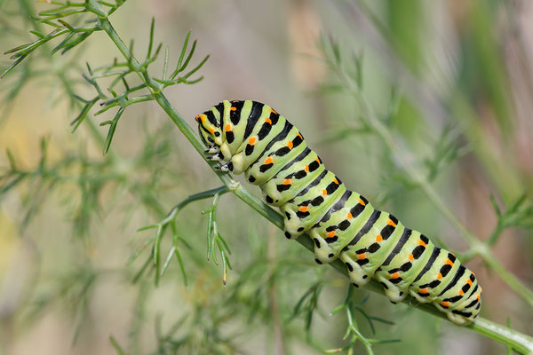 Papilio machaon - Narbonne-Plage 5/2016 (Schwalbenschwanz)