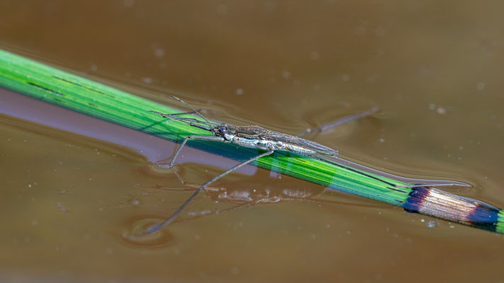 Gerris cf. lacustris - Zornheim, Gartenteich 5/2021 (Gemeiner Wasserläufer)