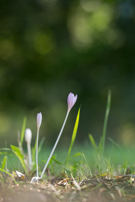 Colchicum autumnale - Mörfelden, Mönchbruch 9/2020 (Herbstzeitlose)