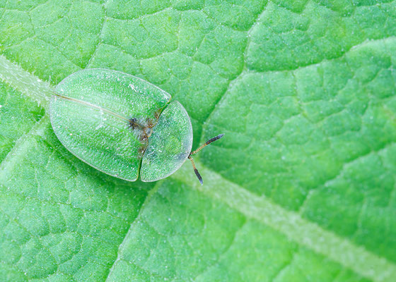 Cassida rubiginosa - Zornheim, Wiese, Klette 6/2016 (Distelschildkäfer)