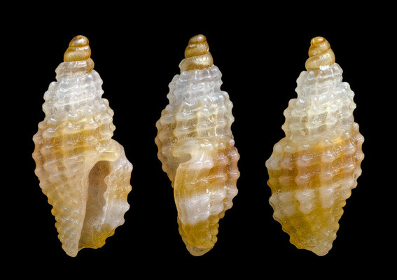 Pseudodaphnella spec. 11 - Mauritius Gris Gris, beach 9/2017 