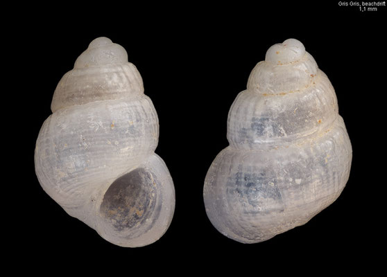 Barleeia spec. 4 - Mauritius, Gris Gris, beach 12/2012