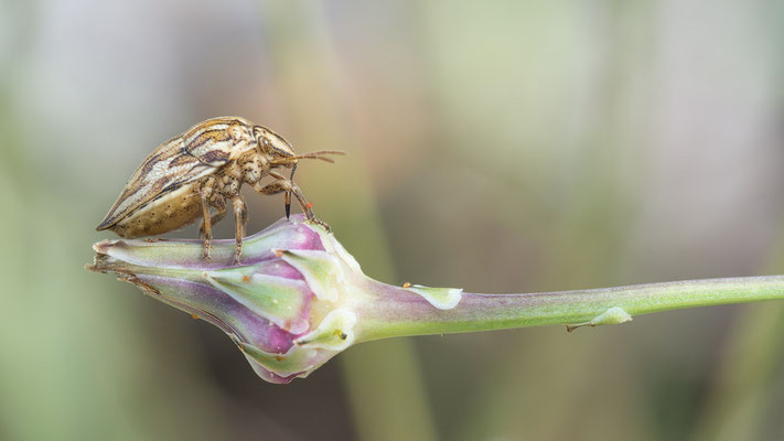 Odontotarsus robustus - Kroatien, Cres, Camp Slatina 6/2017 (Fam. Schildwanzen)