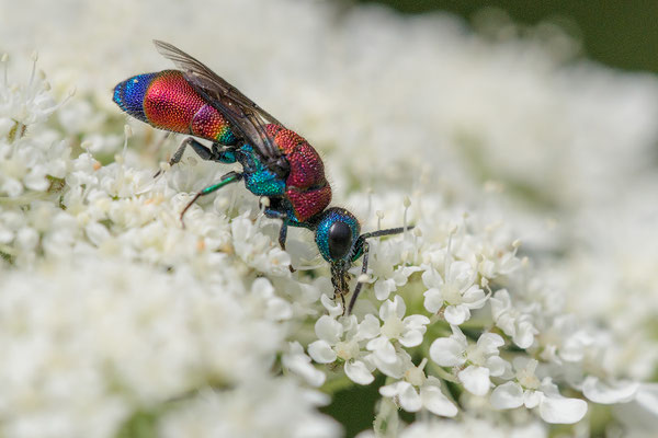 Chrysis viridula - Zornheim, Garten, auf wilder Möhre 7/2017 (Bunte Goldwespe)