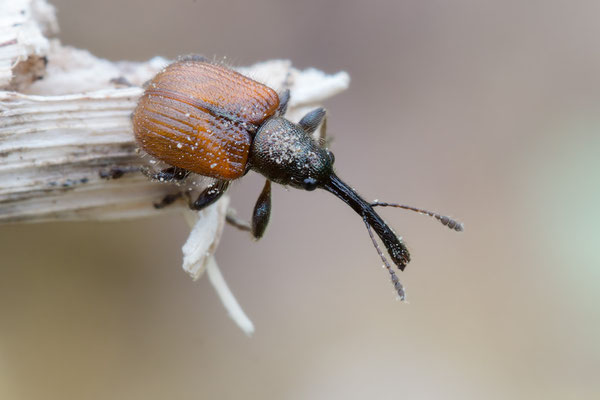  Caenorhinus aequatus - Zornheim, Garten, Felsenbirne 4/2021 (Rotbrauner Apfelfruchtstecher)