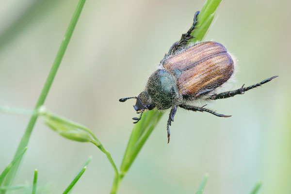 Anisoplia cf. remota - Spanien, Costa Brava, an Straße bei Camping Port de la Vall 5/2018