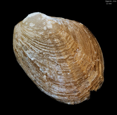 Philobrya wandelensis - Antarctica, South Georgia, Signy Island, - 8 m 1991/1992 (Philobryidae)
